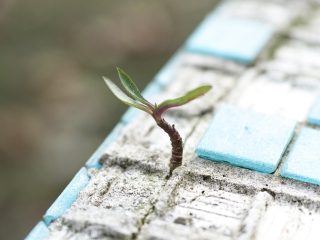 Renouvellement urbain et transition écologique, photo d'illustration représentant une plante poussant dans du béton